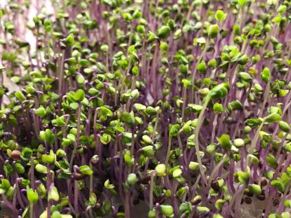 Radish Microgreens are Spicy and have great kick!