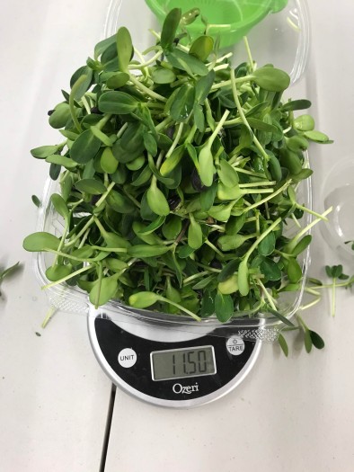 Sunflower Microgreens have a nice nutty flavor